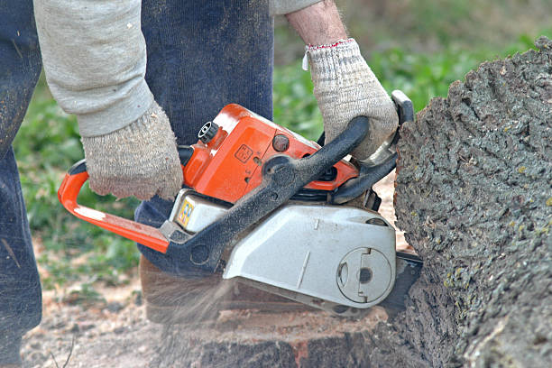 Doolittle, TX Tree Removal Services Company